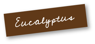 Eucalyptus