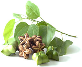 インカインチオイル